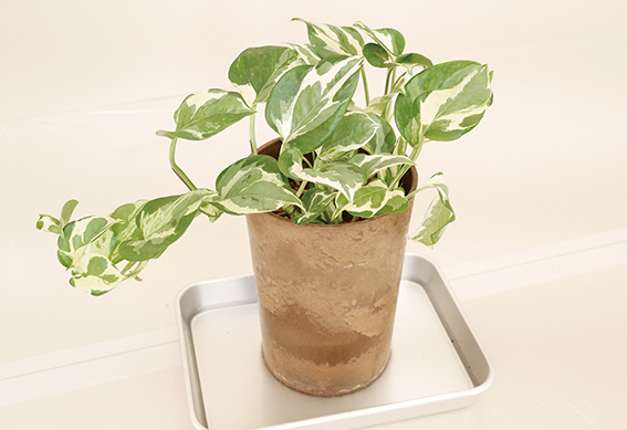 大きな鉢は深さ1～2cmの水