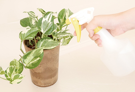 観葉植物の水やりのコツ