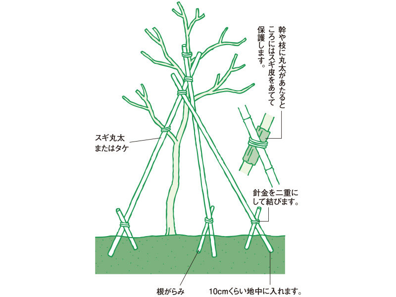 庭木の植え付け 快適生活ガイド ｄｃｍ