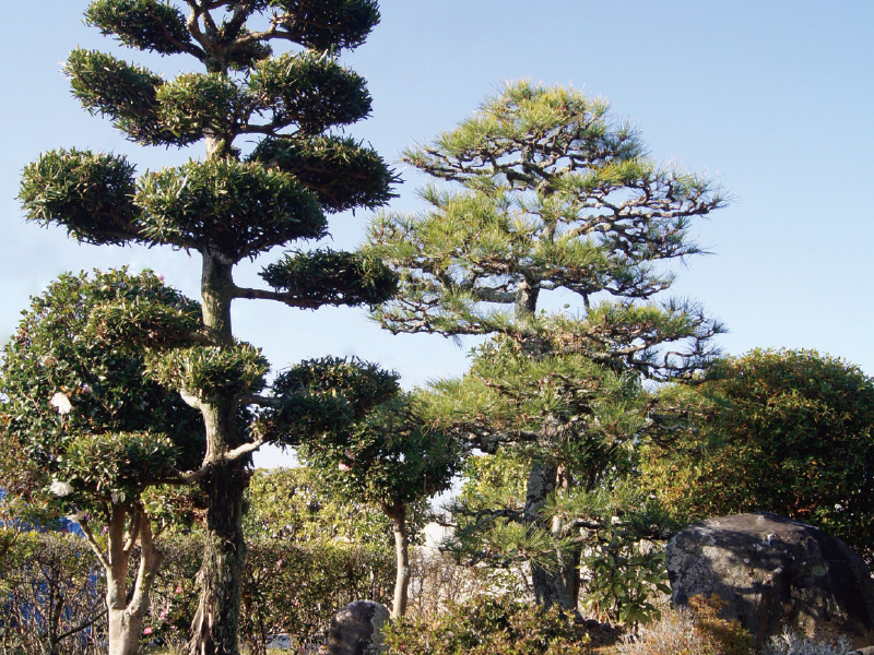 庭木の植え付け