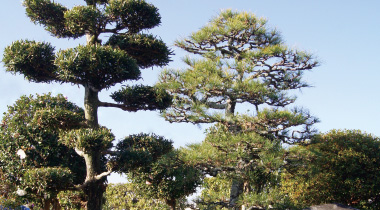 庭木の植え付け