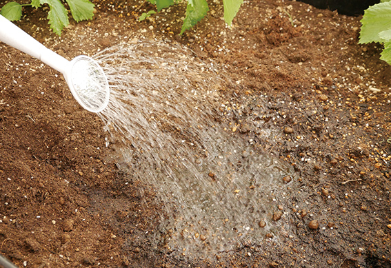 種から育てる 快適生活ガイド dcm 種から育てる 快適生活ガイド dcm