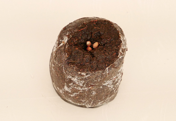 ジフィー製品にまく（1）