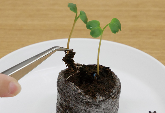 ジフィー製品にまく（2）