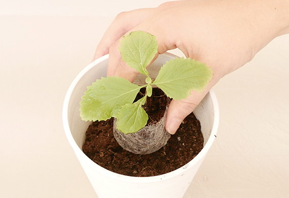 ジフィー製品にまく（3）