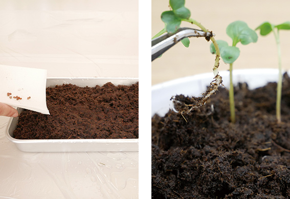 ピートバンにまく（2）