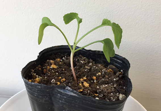 ピートバンにまく（3）