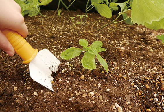 苗の植え付け（1）