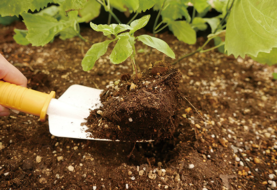 苗の植え付け（2）