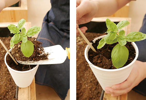 苗の植え付け（3）