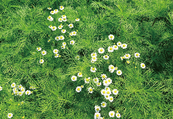 肥料の与え方（2）