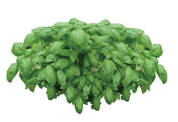 スイートバジル
