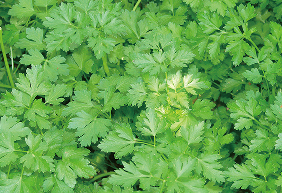 イタリアンパセリ