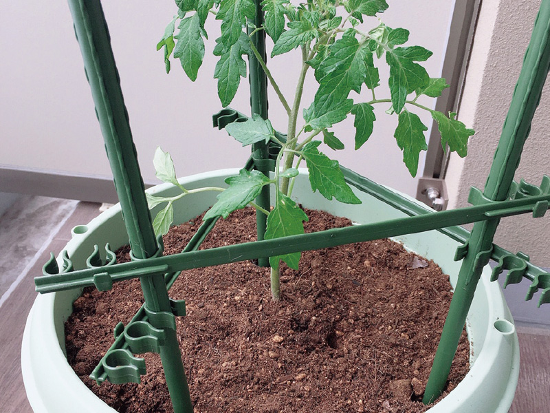 ベランダで育てるわが家の菜園 快適生活ガイド ｄｃｍ
