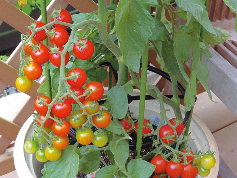 ベランダで育てるわが家の菜園