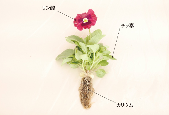 肥料の三要素の働き