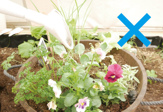 （花に水を掛けない）