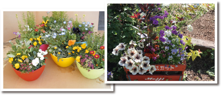 病気・害虫が近寄りにくい管理法