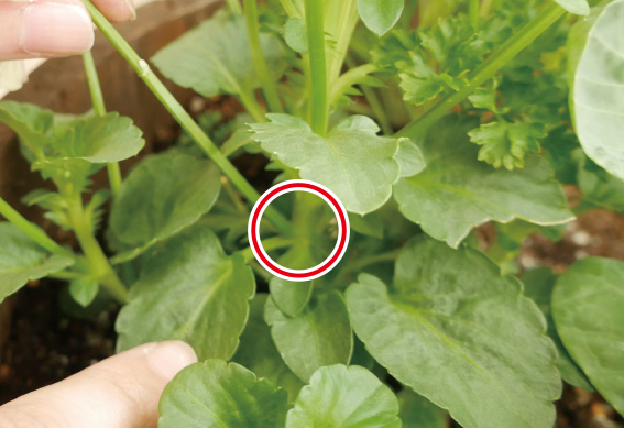 ●パンジーは花茎の根元から切ります。