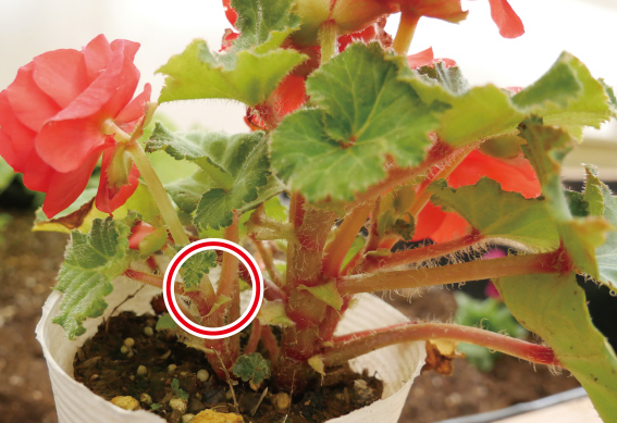 ●ベゴニアは花房の元から摘みとります。