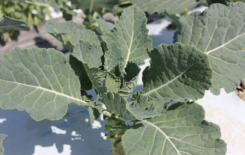 ケールの植え付け