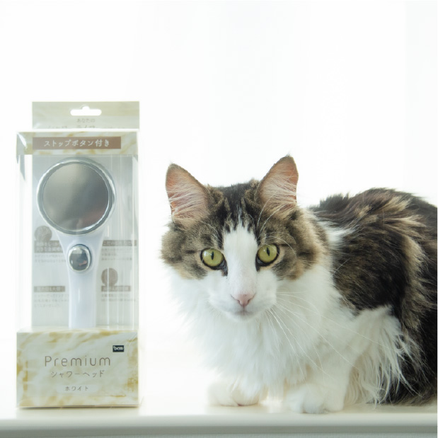 猫1