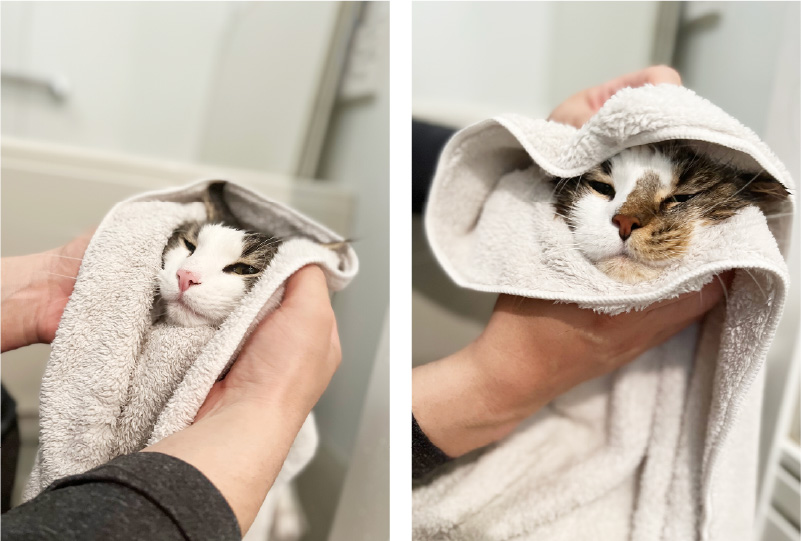 猫5