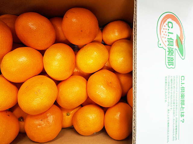 紅はるか（さつま芋）