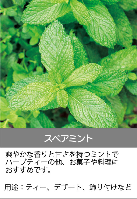 スペアミント