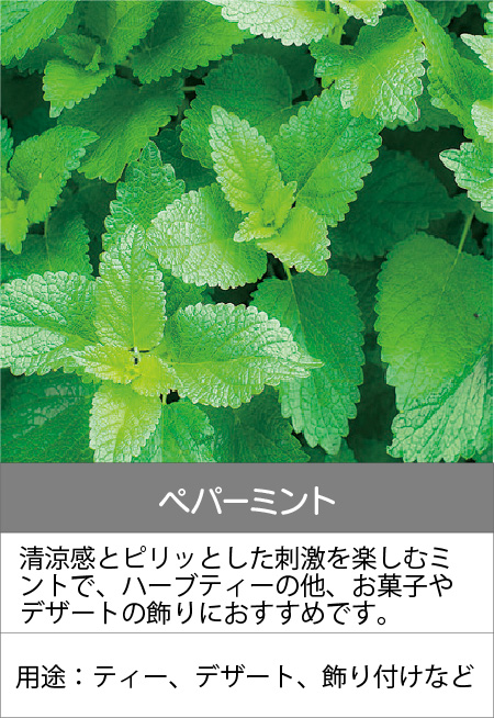 ペパーミント
