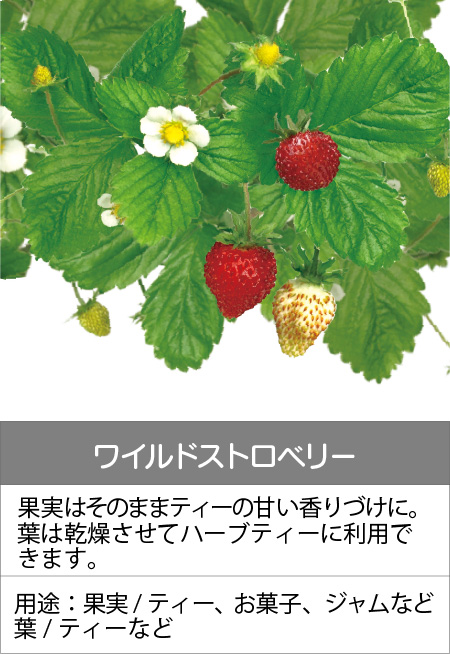 ワイルドストロベリー