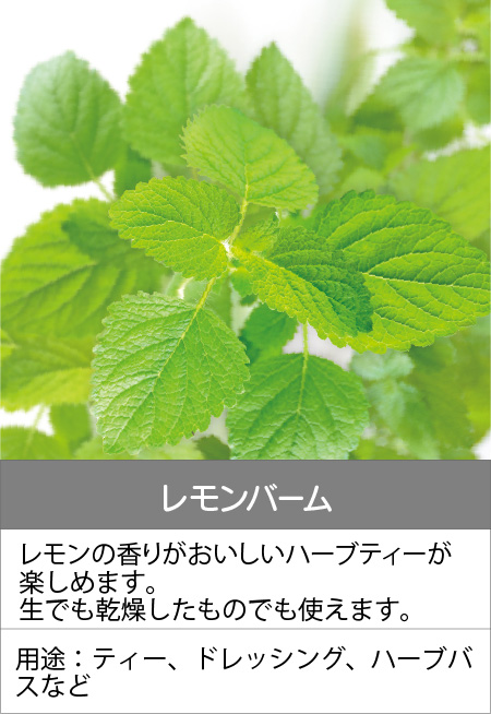 レモンバーム