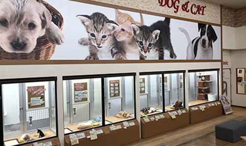 Dcmカーマ 豊川正岡店 店舗 チラシ Dcmカーマ